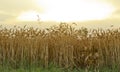 Ripened wheat field