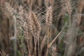 Ripened wheat spikelets in the field