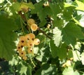 Ripened white currant Royalty Free Stock Photo