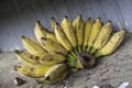 Ripened yellow bananas Royalty Free Stock Photo