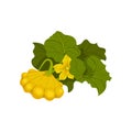 Ripened yellow patisson. Organic food. Vector illustration.