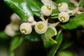 Young acorns of the Evergreen Oak Tree maturing in Kent, UK in August