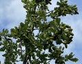 ripening acorns and a beautiful blue sky