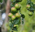 Ripening apples on the branch