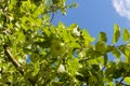 Ripening apples on the branches of an apple tree Royalty Free Stock Photo