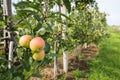 Ripening apples from close