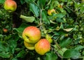 Ripening apples from close Royalty Free Stock Photo