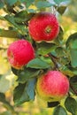 A trio of ripening apples offer a tasty treat.