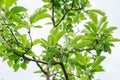 Ripening apples in the summer orchard. Unripe small green apples on the branches of a tree