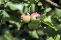 Ripening apples on a tree