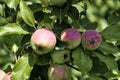 Ripening apples on a tree