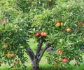 Ripening Apples on a Tree