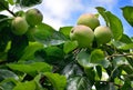 Ripening apples on tree.