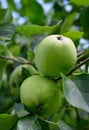 Ripening apples on tree.