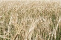 Ripening barley, close-up abstract background Royalty Free Stock Photo