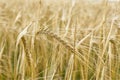 Ripening barley, close-up abstract background Royalty Free Stock Photo