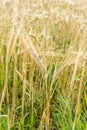 Ripening barley, close-up abstract background Royalty Free Stock Photo