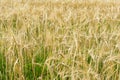 Ripening barley, close-up abstract background Royalty Free Stock Photo
