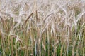 Ripening barley, close-up abstract background Royalty Free Stock Photo