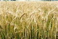 Ripening barley, close-up abstract background Royalty Free Stock Photo