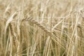 Ripening barley, close-up abstract background Royalty Free Stock Photo