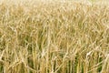 Ripening barley, close-up abstract background Royalty Free Stock Photo