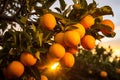 Ripening batch of ripe oranges on the tree. Generative AI Royalty Free Stock Photo