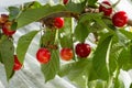 Ripening Bing Cherries