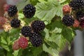 Ripening Blackberries