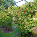 Ripening blackberries