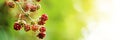 Ripening blackberries on branch against blurred background. Banner design with space for text