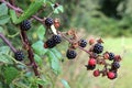 Ripening blackberries Royalty Free Stock Photo