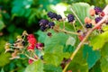 Ripening blackberries growing in the garden macro