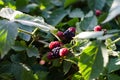 Ripening blackberries illuminated by the sun