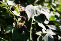 Ripening blackberries illuminated by the sun