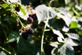 Ripening blackberries illuminated by the sun