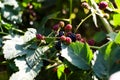 Ripening blackberries illuminated by the sun