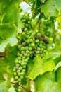 Ripening Blauer Portugeiser grape cluster Royalty Free Stock Photo