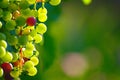 Ripening Blue Grapes