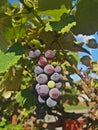 Ripening blue wine grapes Royalty Free Stock Photo