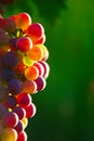 Ripening Blue Wine Grapes Royalty Free Stock Photo