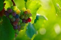 Ripening Blue Wine Grapes Royalty Free Stock Photo