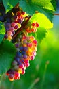 Ripening Blue Wine Grapes Royalty Free Stock Photo