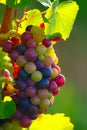 Ripening Blue Wine Grapes Royalty Free Stock Photo