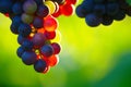 Ripening Blue Wine Grapes Royalty Free Stock Photo