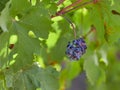 Ripening blue wine grapes with colorful berries on vine in vineyard in sunny summer morning Royalty Free Stock Photo