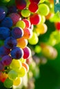 Ripening Blue Wine Grapes Royalty Free Stock Photo