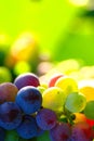 Ripening Blue Wine Grapes Royalty Free Stock Photo