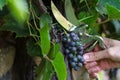 Ripening blue wine grapes in the garden on grape plant and hand with gardener vintage scissors pruning grape tree in background