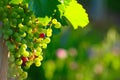 Ripening Blue Wine Grapes Royalty Free Stock Photo